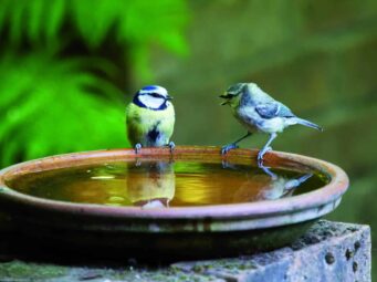 {{brizy_dc_image_alt entityId=